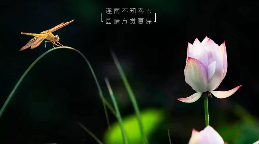 走进夏天，风雨满心绪